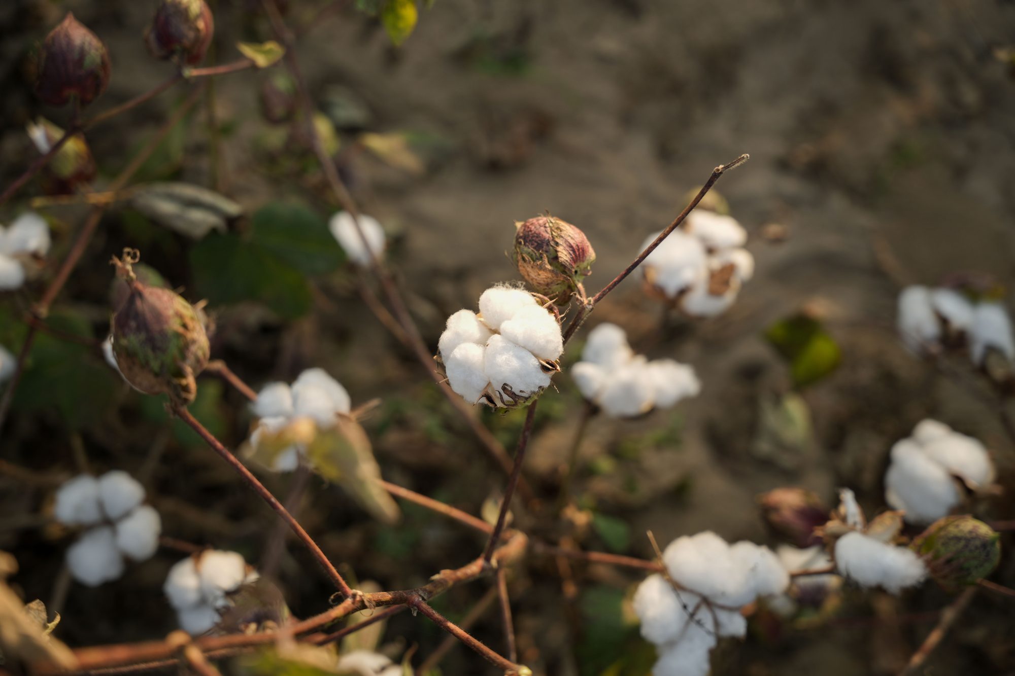 Cotton plants in the field, Tiruppur